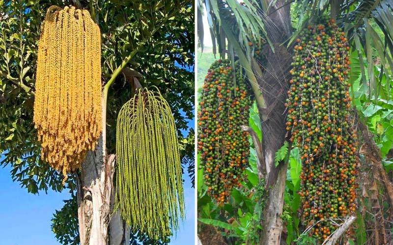 Impressive Dung Dinh tree