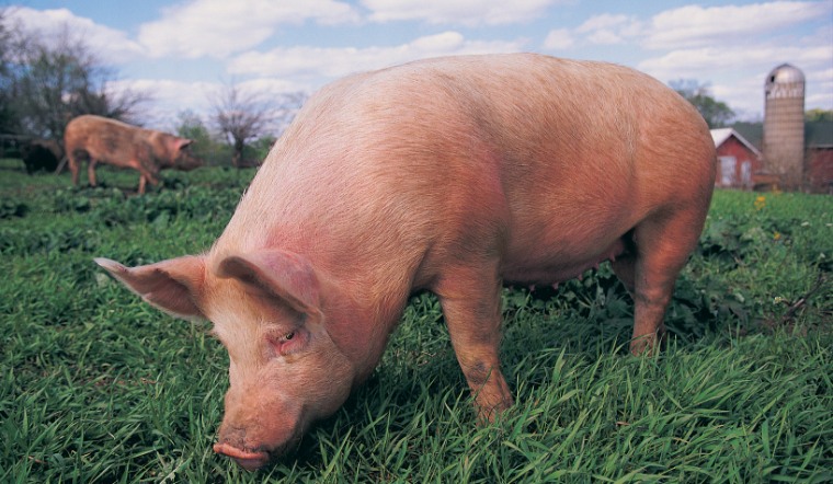 Giá heo hơi hôm nay 1/2/2023: Biến động trái chiều 3 miền