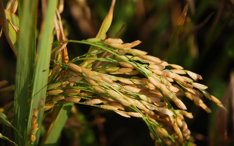 Giá lúa hôm nay 01/02