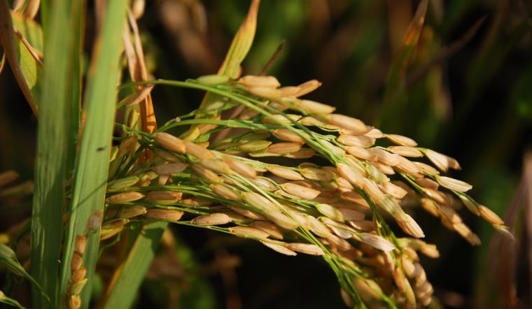 Giá lúa gạo hôm nay 01/02/2023: Tiếp tục duy trì ở mức ổn định