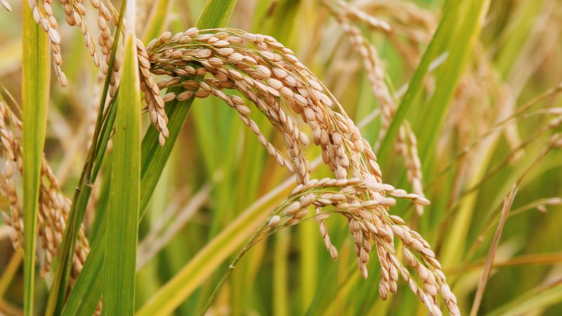 Giá lúa hôm nay 02/02 Giá lúa hôm nay 02/02