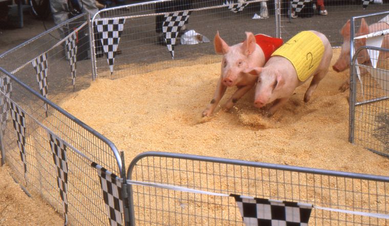 Giá heo hơi hôm nay 2/2/2023: Biến động trái chiều