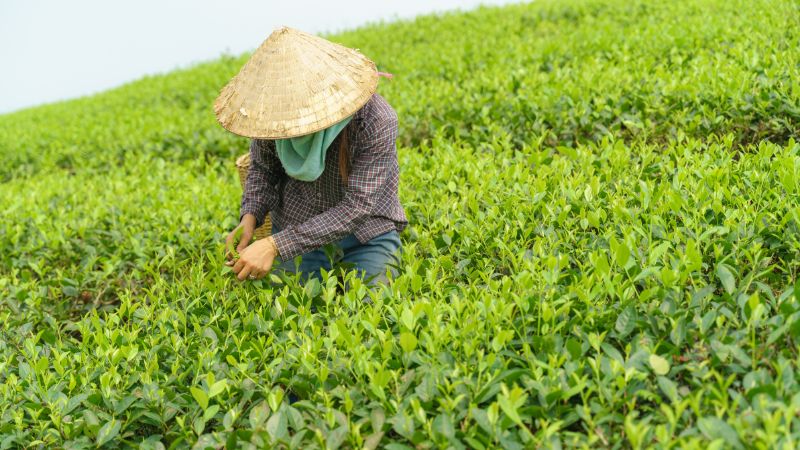 Thu hoạch lá trà