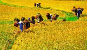 Tiết Mang Chủng rơi vào ngày nào? Ý nghĩa tiết Mang Chủng