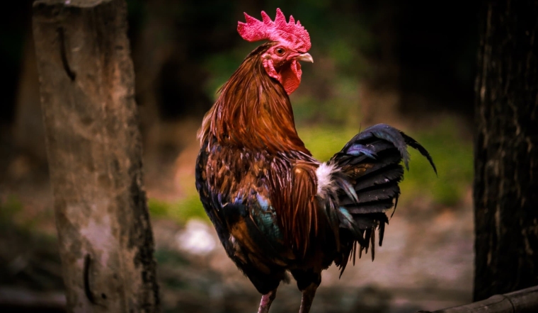 Giá gia cầm hôm nay 03/02/2023: Duy trì biểu đồ giá đi ngang