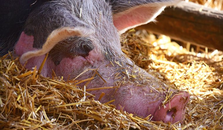 Giá heo hơi hôm nay 3/2/2023: Tăng giảm trái chiều