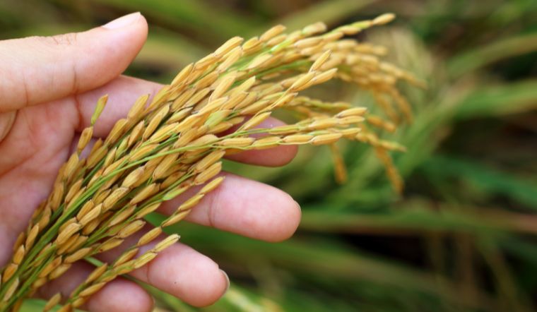 Giá lúa gạo hôm nay 03/02/2023: Lúa OM 5451 giảm 100 đồng/kg