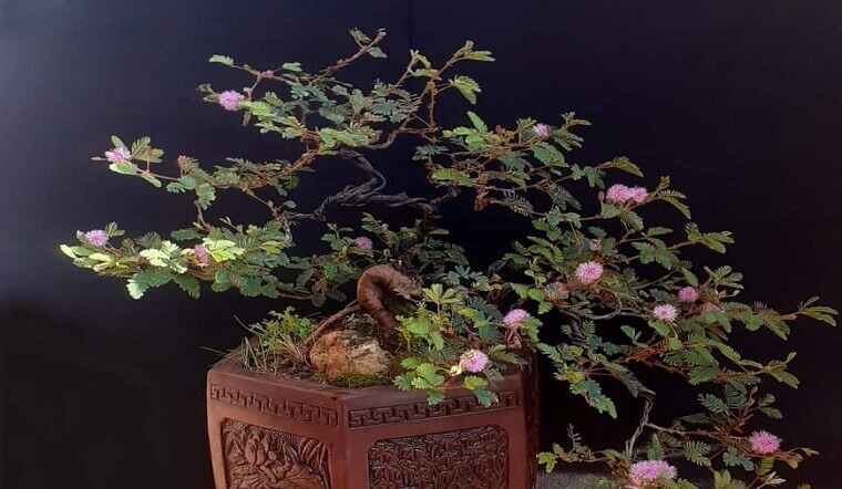 Cây trinh nữ bonsai: Ý nghĩa, hình ảnh, cách trồng, chăm sóc chi tiết