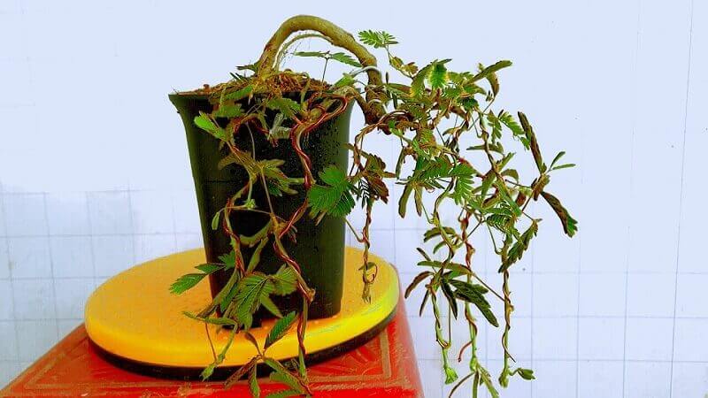 Cây trinh nữ là loài cây dễ trồng, có vẻ đẹp mộc mạc, gần gũi.