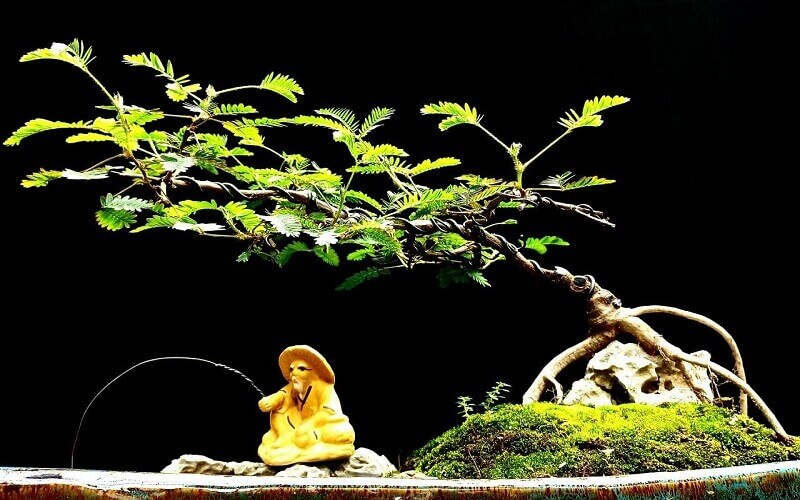 Trồng cây trinh nữ bonsai thì bạn dùng cách giâm cành hoặc đào lấy gốc