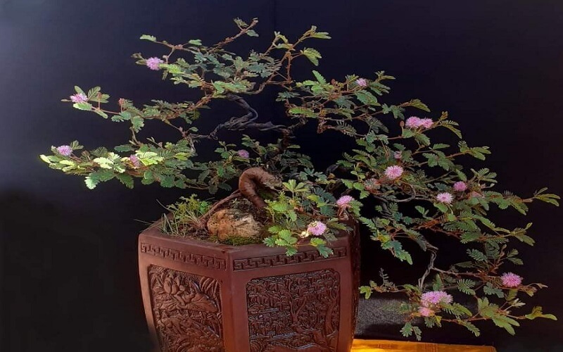 Cây trinh nữ bonsai có vẻ đẹp mê hoặc