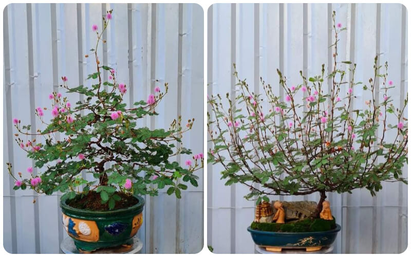 Khi cây trinh nữ bonsai nở hoa rực rỡ tạo cảm giác bình yên lạ thường