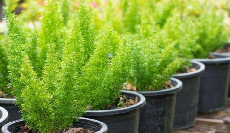 Cây đuôi chồn: Ý nghĩa, hình ảnh, cách trồng, chăm sóc tại nhà