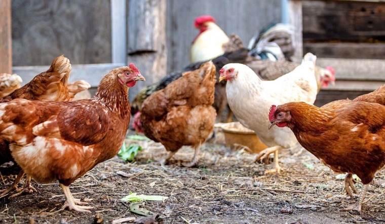 Giá gia cầm hôm nay 04/02/2023: Cuối tuần, các mặt hàng không thay đổi giá bán