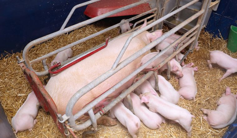 Giá heo hơi hôm nay 4/2/2023: Không ghi nhận biến động mới