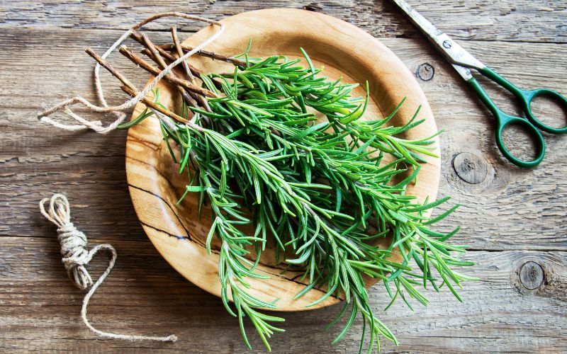 Hương thảo (Rosemary)