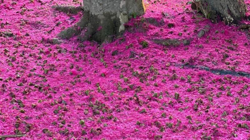 Falling cashew flowers create a layer of bright pink carpet