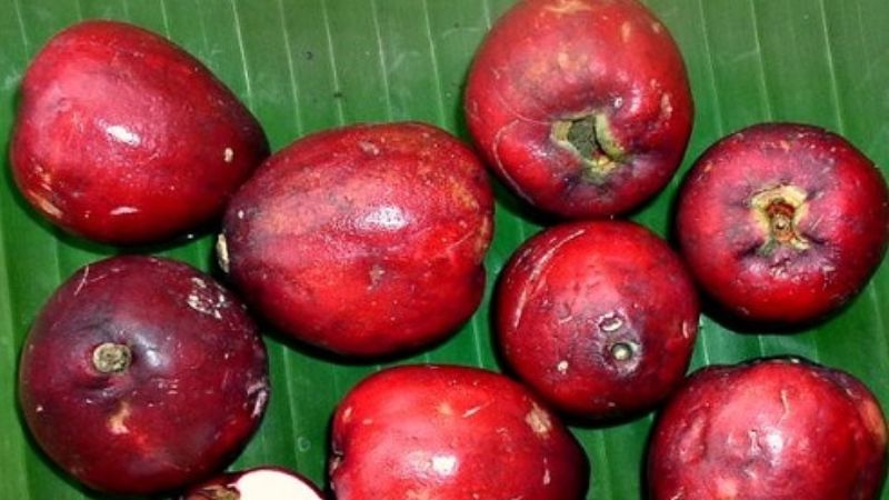 Price of cashew fruit is around 70,000 VND/kg