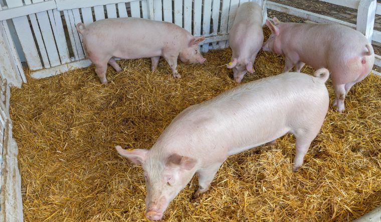 Giá heo hơi hôm nay 6/2/2023: Đồng loạt đứng yên trên diện rộng