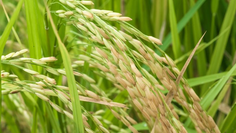 Giá lúa hôm nay 06/02