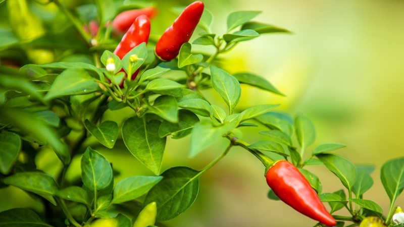 Giá ớt hôm nay 06/02/2023 mới nhất