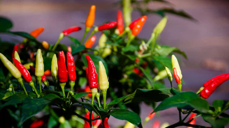 Giá ớt hôm nay 06/02/2023 mới nhất