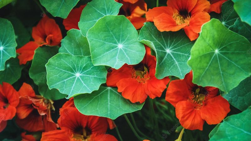 Tuyển chọn 300+ ảnh hoa sen cạn đẹp nổi bật với màu sắc tươi tắn