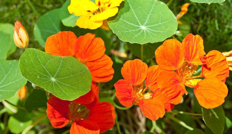 Cây sen cạn: Ý nghĩa, hình ảnh, cách trồng, chăm sóc tại nhà  