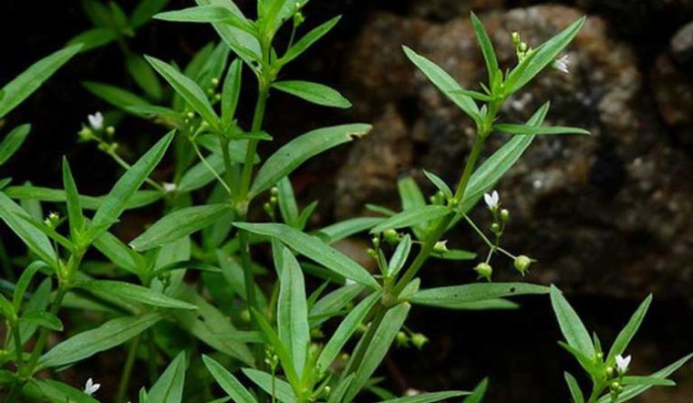 Cây lưỡi rắn là cây gì? Tác dụng của cây lưỡi rắn đối với sức khỏe