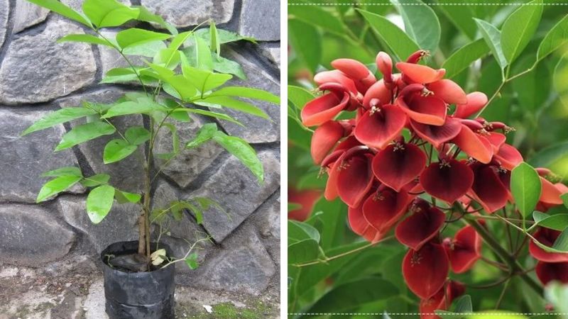 Cách trồng cây osaka đỏ tại nhà