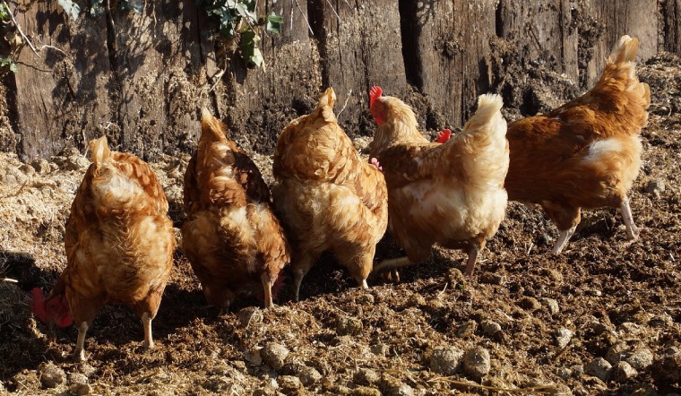 Giá gia cầm hôm nay 07/02/2023: Tiếp tục bình ổn giá bán