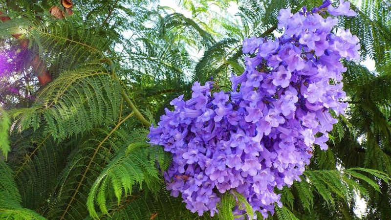 The jacaranda tree originates from South America