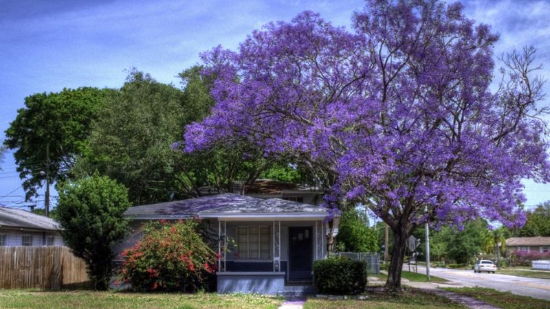 The jacaranda tree is often used for shade and decoration