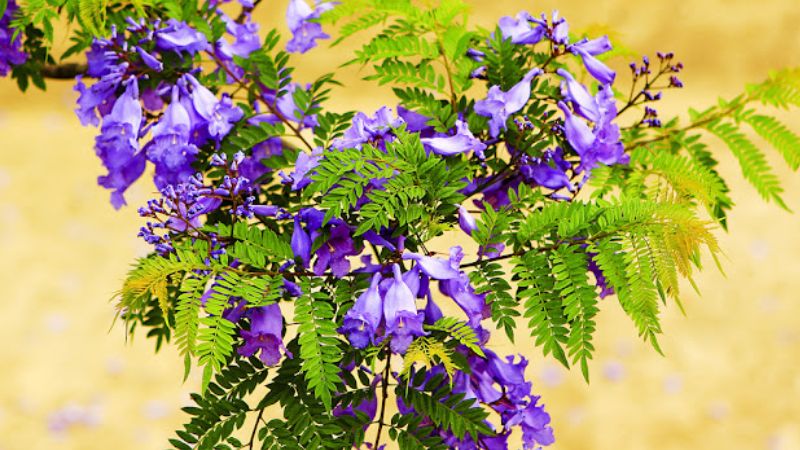 Jacaranda flowers