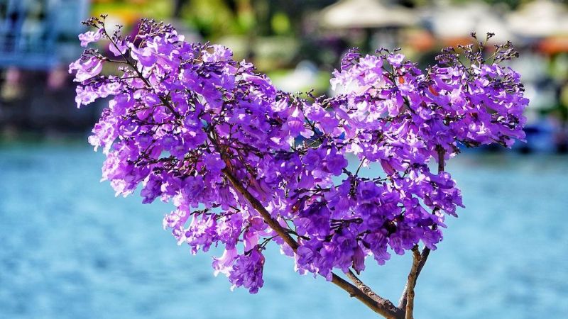 Flowers resembling ringing bells under sunlight