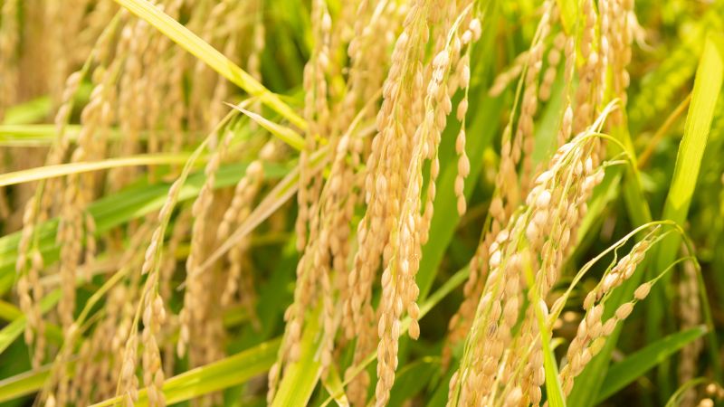 Giá lúa hôm nay 07/02