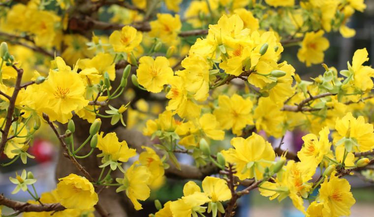 Hoa mai vàng: Ý nghĩa, cách trồng và chăm sóc hoa mai vàng