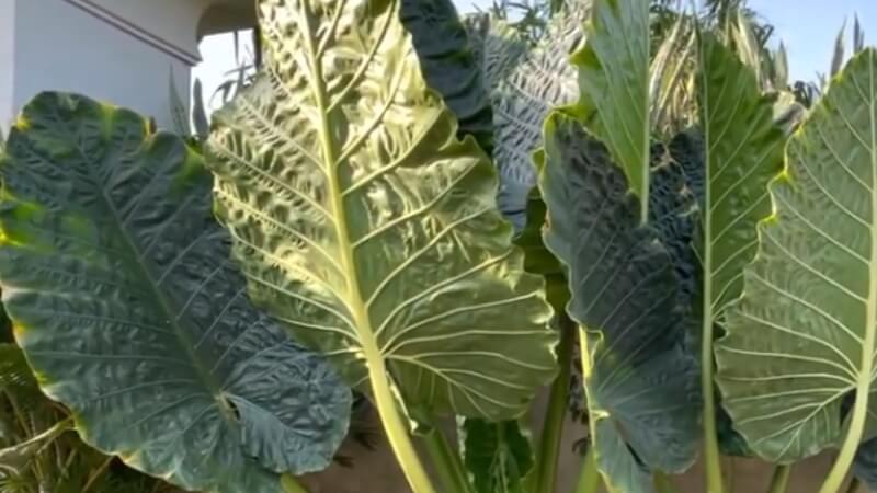 Origin, meaning of the elephant ear plant
