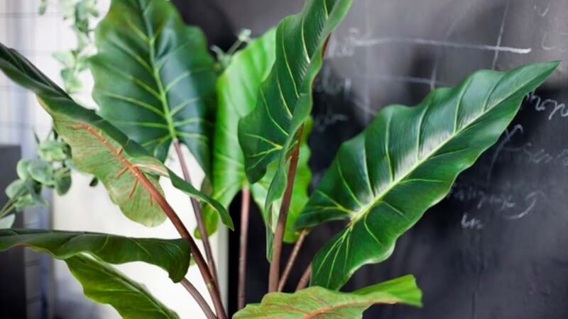 Beautiful images of the elephant ear plant