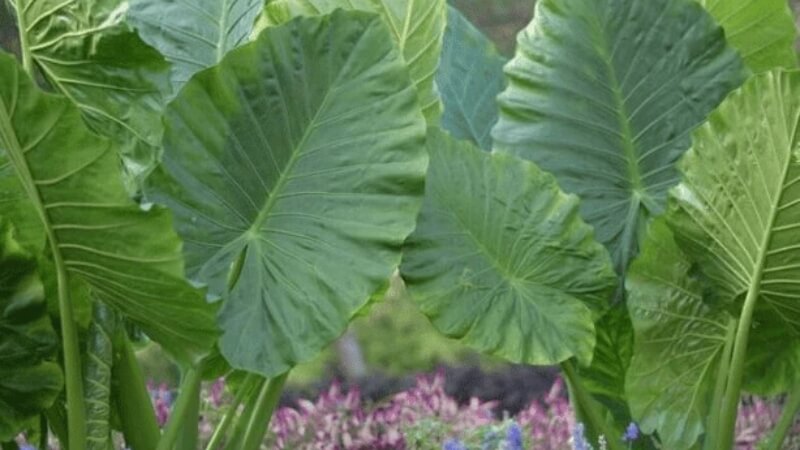Feng shui meaning of the elephant ear plant