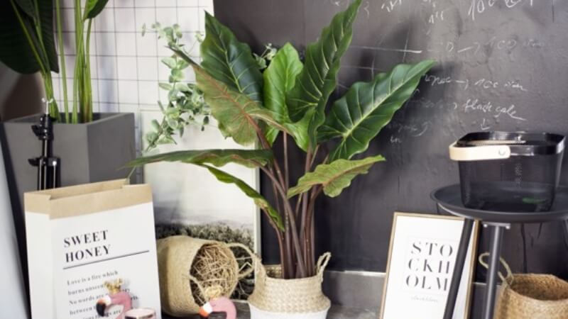 How to plant the elephant ear plant at home