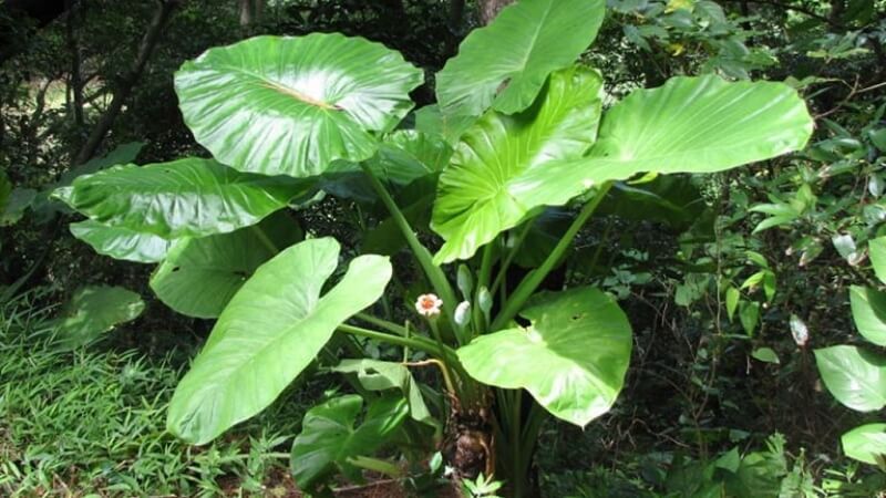 Caring for the elephant ear plant
