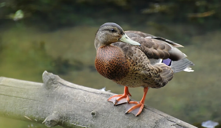 Giá gia cầm hôm nay 08/02/2023: Không ghi nhận thay đổi