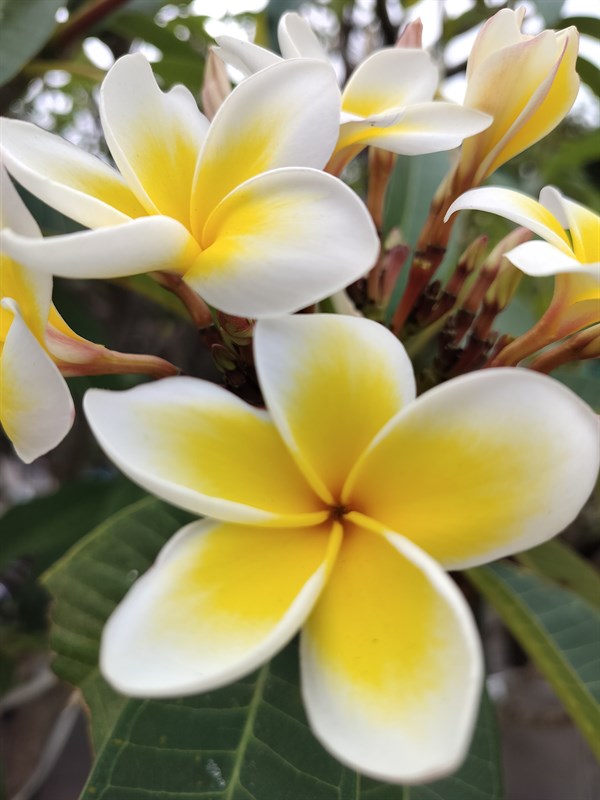 Đánh giá camera OPPO Reno8T 5G Đánh giá camera OPPO Reno8T 5G