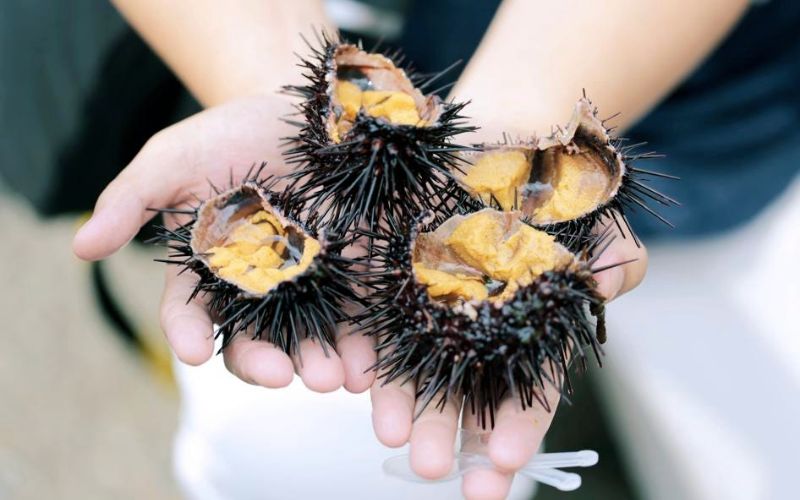 The color of sea urchin eggs ranges from dark yellow to light yellow