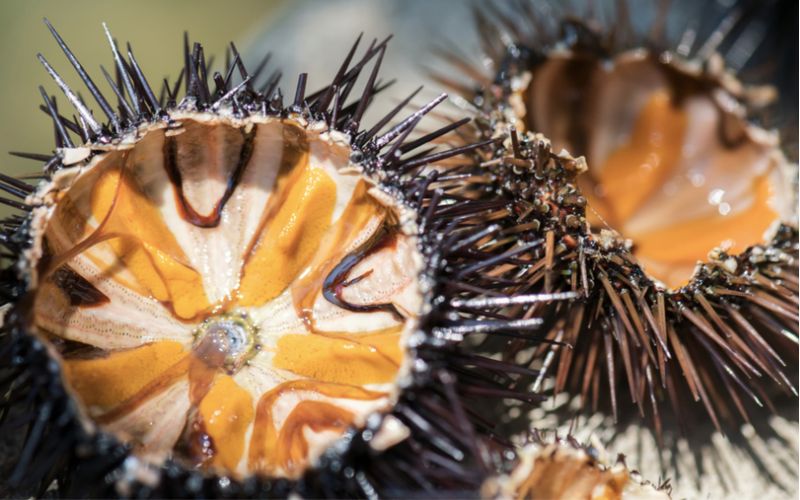The price of sea urchin eggs is quite high