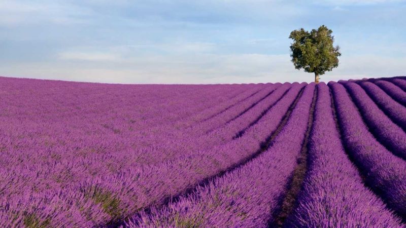 Cánh đồng hoa Lavender