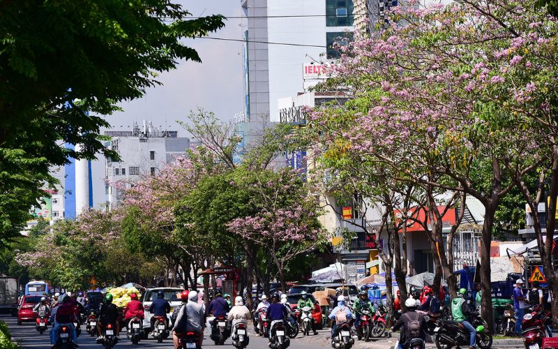 Kèn hồng tạo nên một bức tranh lãng mạn cho Sài Gòn