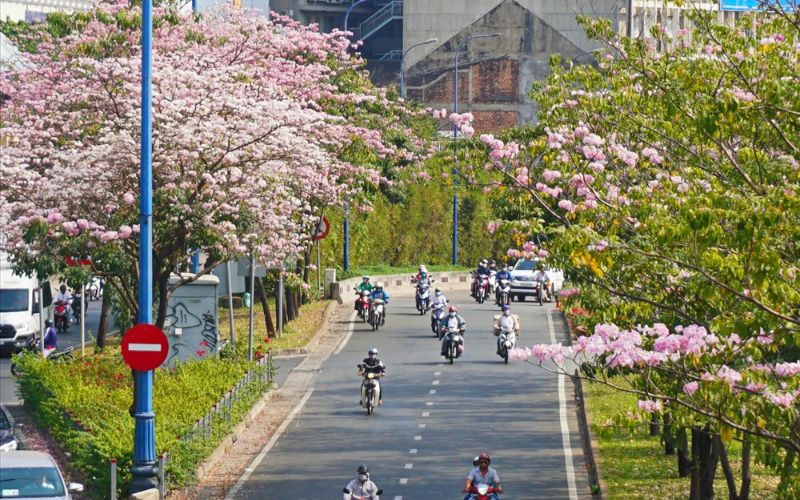 Những gốc cây kèn hồng nở rộ trên đường phố Sài Gòn