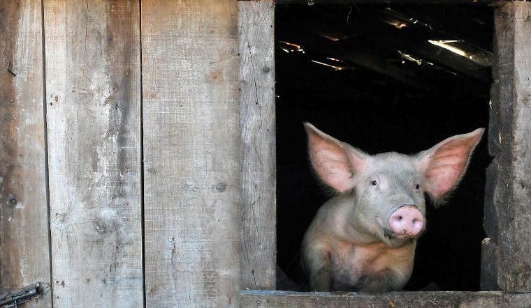 Giá heo hơi hôm nay 9/2/2023: Biến động trái chiều